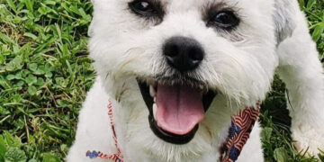 City pays owner $500K after officer fatally shoots deaf, blind dog