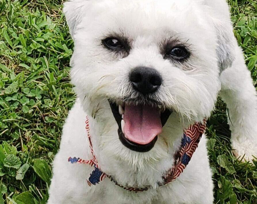 City pays owner $500K after officer fatally shoots deaf, blind dog