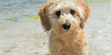 Court orders exes to bid for custody of Tucker the goldendoodle