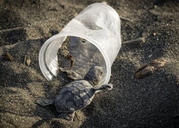 This Small Amount of Plastic Is Enough to Kill a Sea Turtle