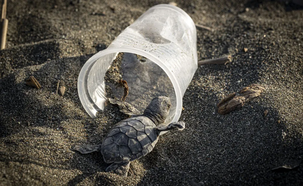 This Small Amount of Plastic Is Enough to Kill a Sea Turtle
