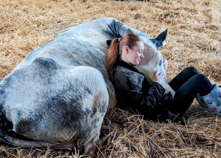 Cow cuddling gives farms boost amid dropping dairy prices