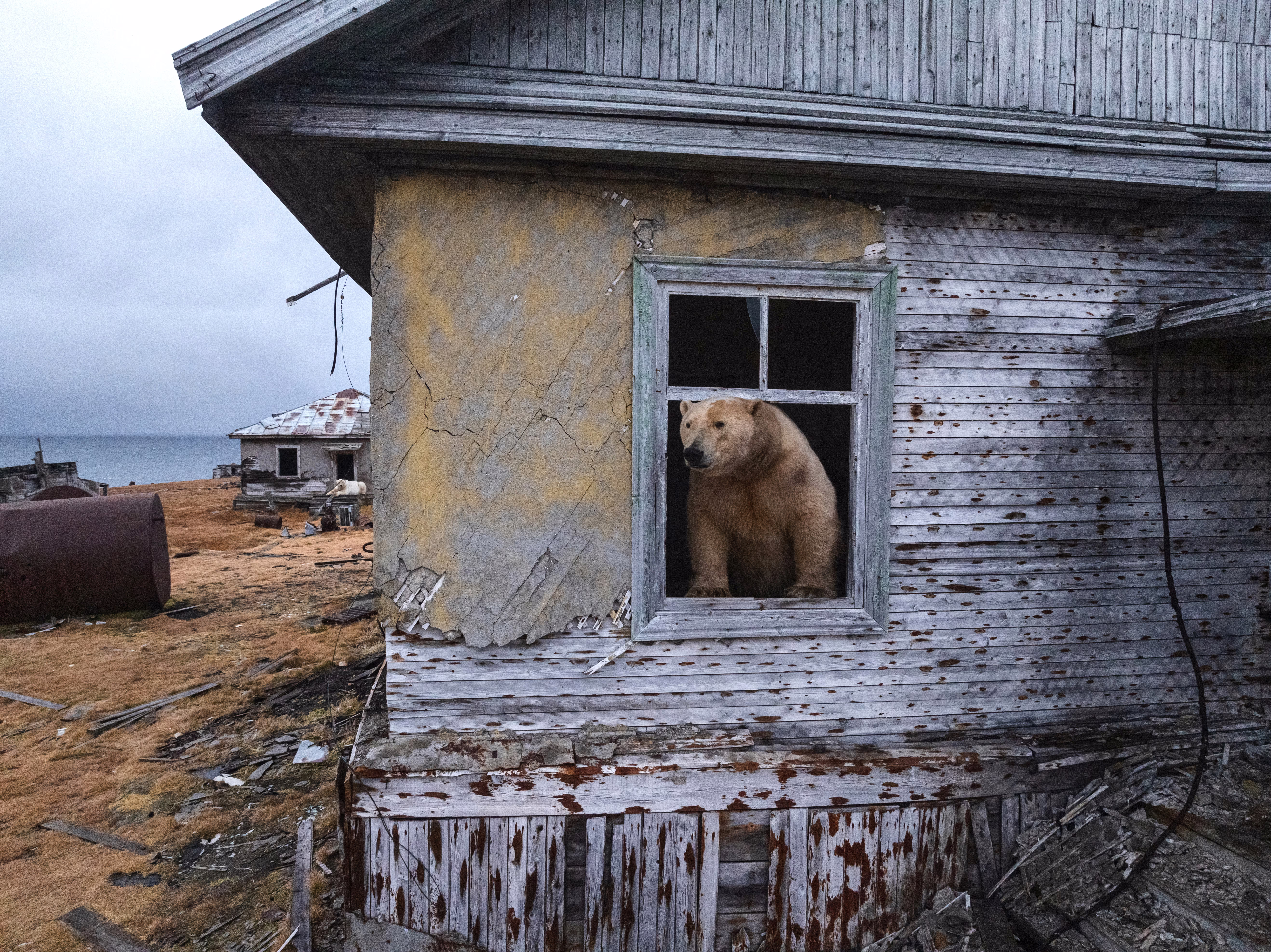 A polar bear peers out a window of an abandoned structure.