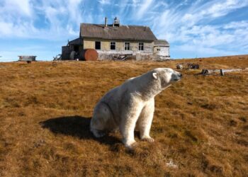 Photos: When the Polar Bears Move In