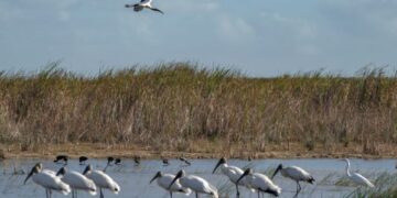 Even Trump’s EPA can’t get it quite right on this silly wetlands law