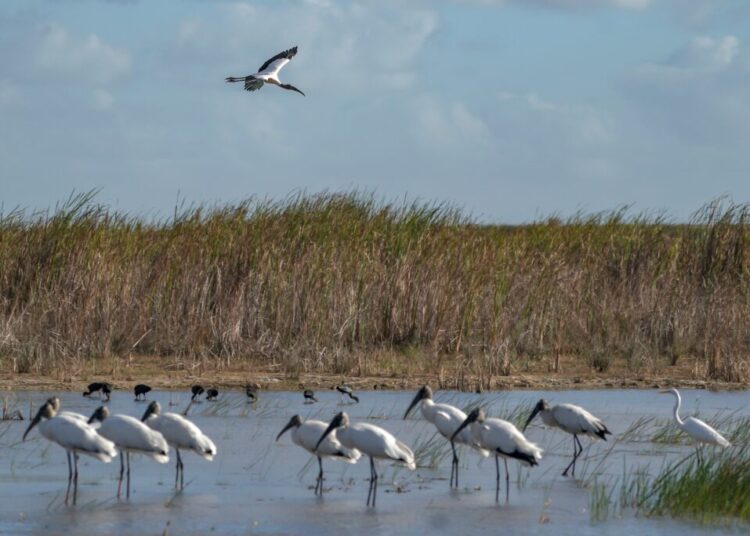 Even Trump’s EPA can’t get it quite right on this silly wetlands law