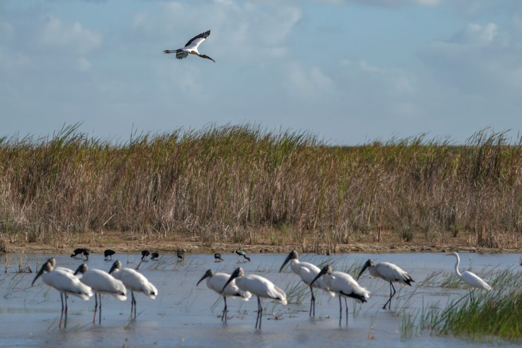 Even Trump’s EPA can’t get it quite right on this silly wetlands law