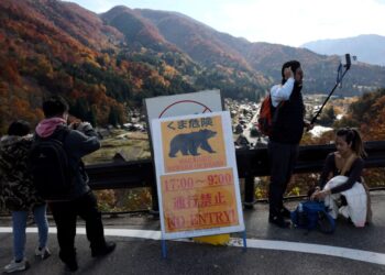 Deadly bear attacks set Japan on edge, prompt military action