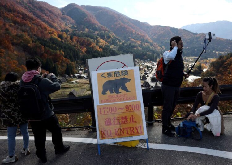 Deadly bear attacks set Japan on edge, prompt military action