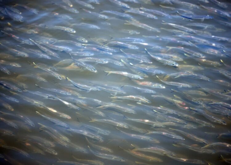 It’s the ‘most important fish in the sea.’ And it’s disappearing.