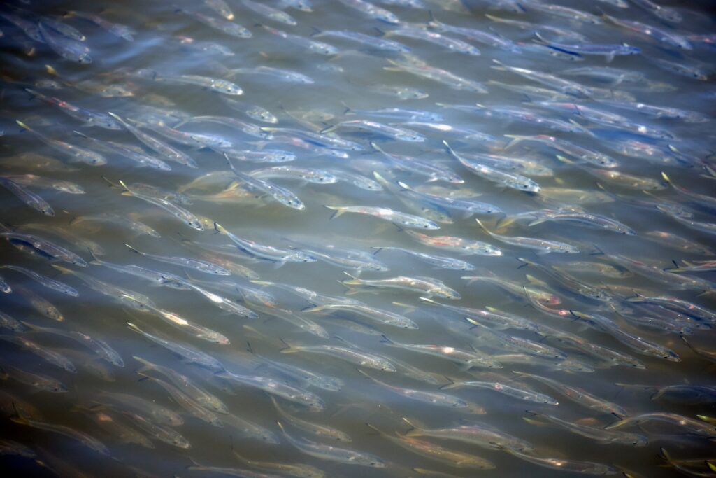 It’s the ‘most important fish in the sea.’ And it’s disappearing.