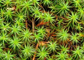 Moss Can Survive the Harsh Conditions of Space