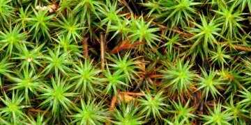 Moss Can Survive the Harsh Conditions of Space