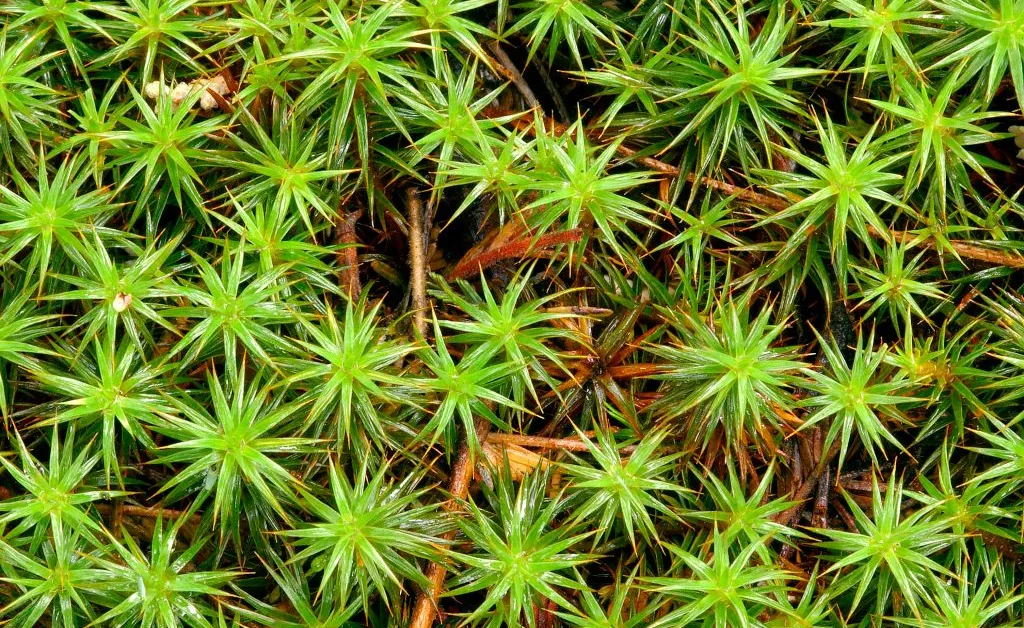 Moss Can Survive the Harsh Conditions of Space