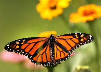 What the Trump Administration’s Plan to Weaken Endangered Species Protections Could Mean