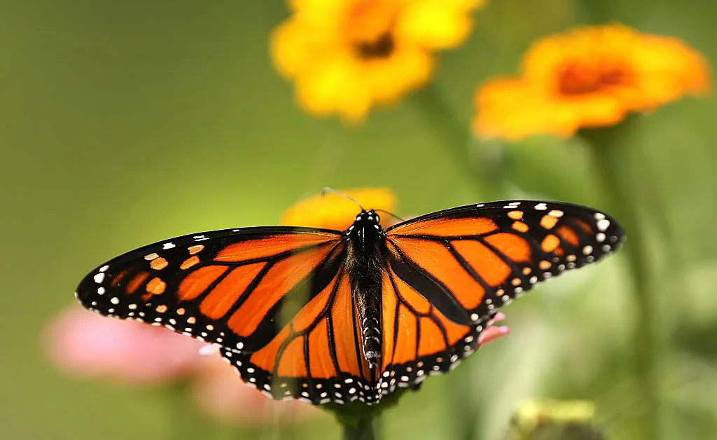 What the Trump Administration’s Plan to Weaken Endangered Species Protections Could Mean