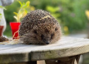 This couple has saved hundreds of hedgehogs at their home turned hospital