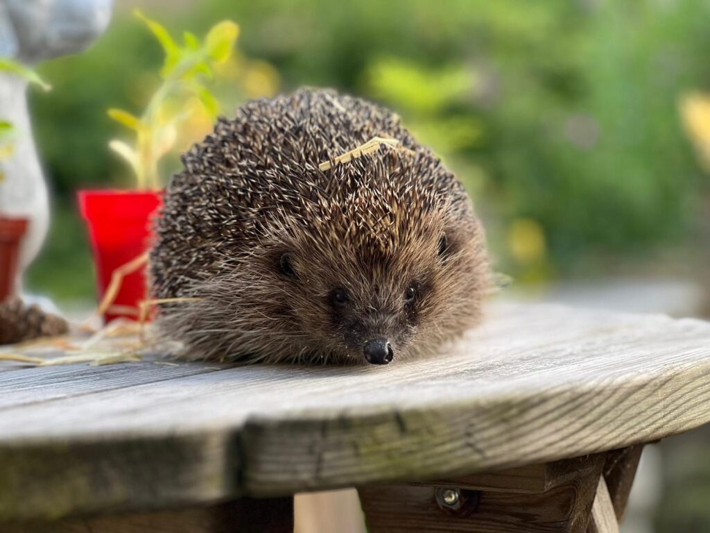 This couple has saved hundreds of hedgehogs at their home turned hospital