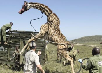 Photos of the Week: Christmas Market, Mountain Frost, Penguin Outing