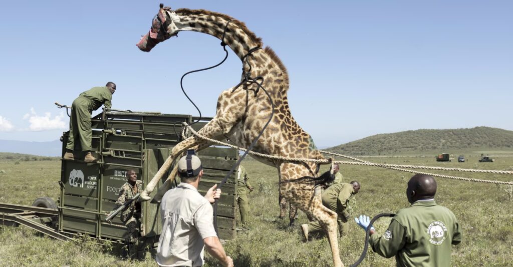 Photos of the Week: Christmas Market, Mountain Frost, Penguin Outing