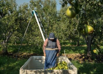 United Farm Workers union sues to block Trump from lowering farm pay