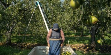 United Farm Workers union sues to block Trump from lowering farm pay