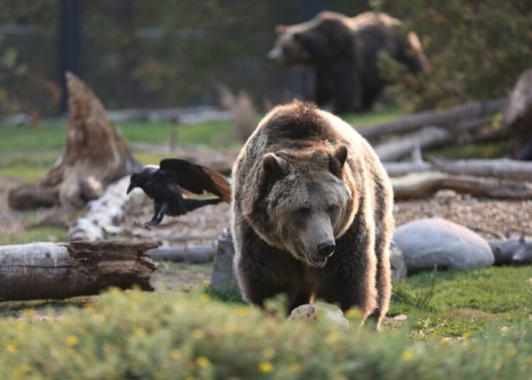 Grizzly bear attack on school group in Canada seriously injures 3 children