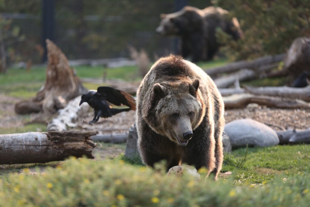 Grizzly bear attack on school group in Canada seriously injures 3 children