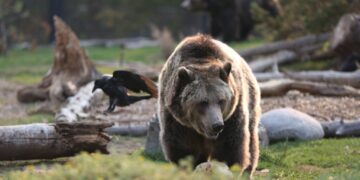 Grizzly bear attack in British Columbia seriously injures 3 schoolchildren