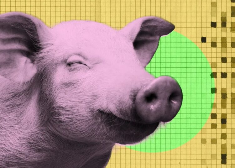 New Startup Harvests Bacon Without Killing Pig
