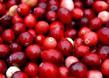 What Climate Change Means For Your Thanksgiving Dinner