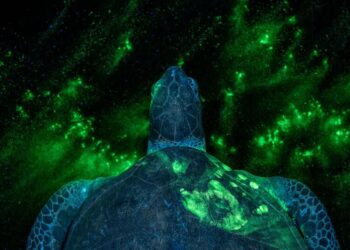 TIME’s Top 100 Photos of 2025