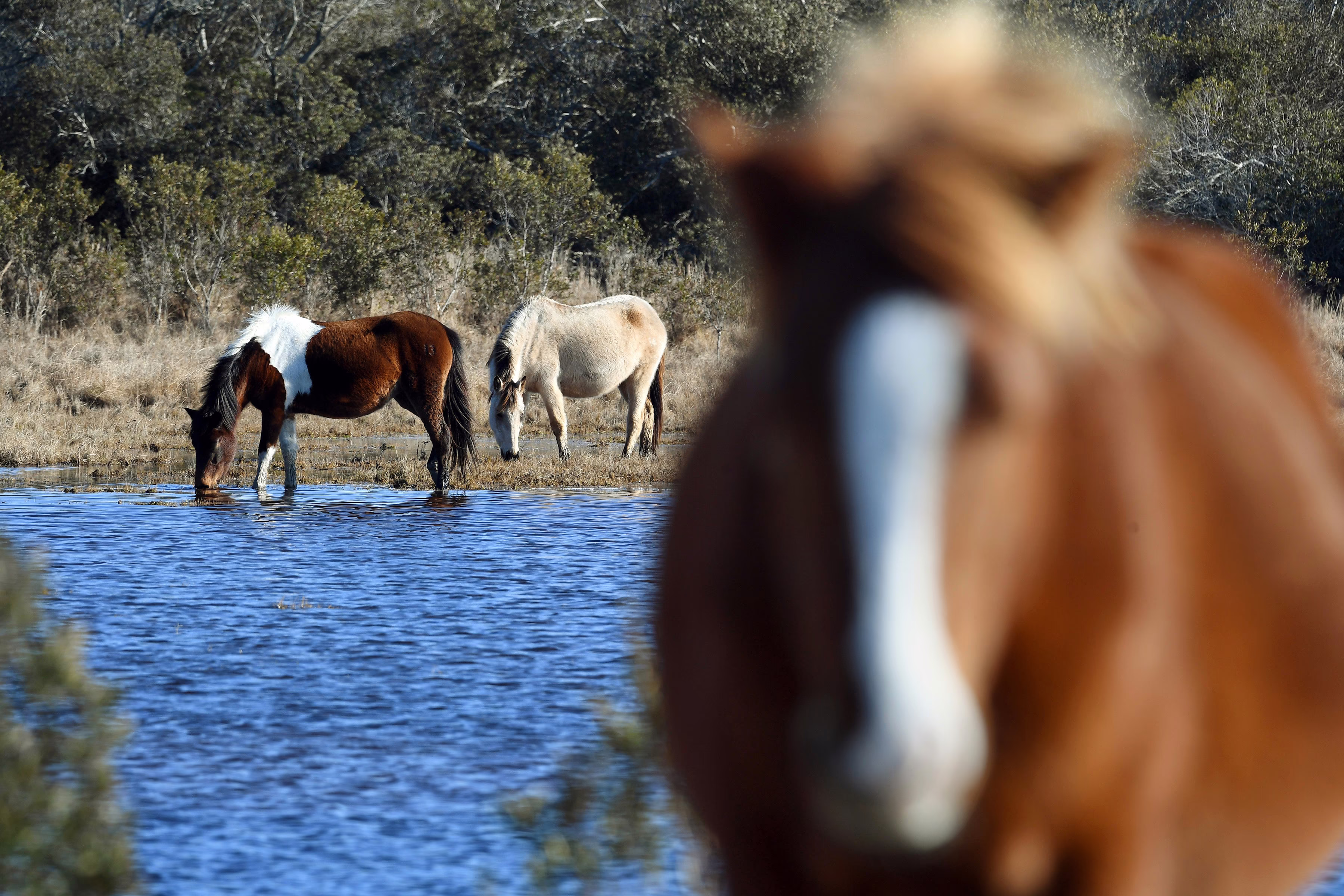 Several wild ponies drink and graze along a shoreline.