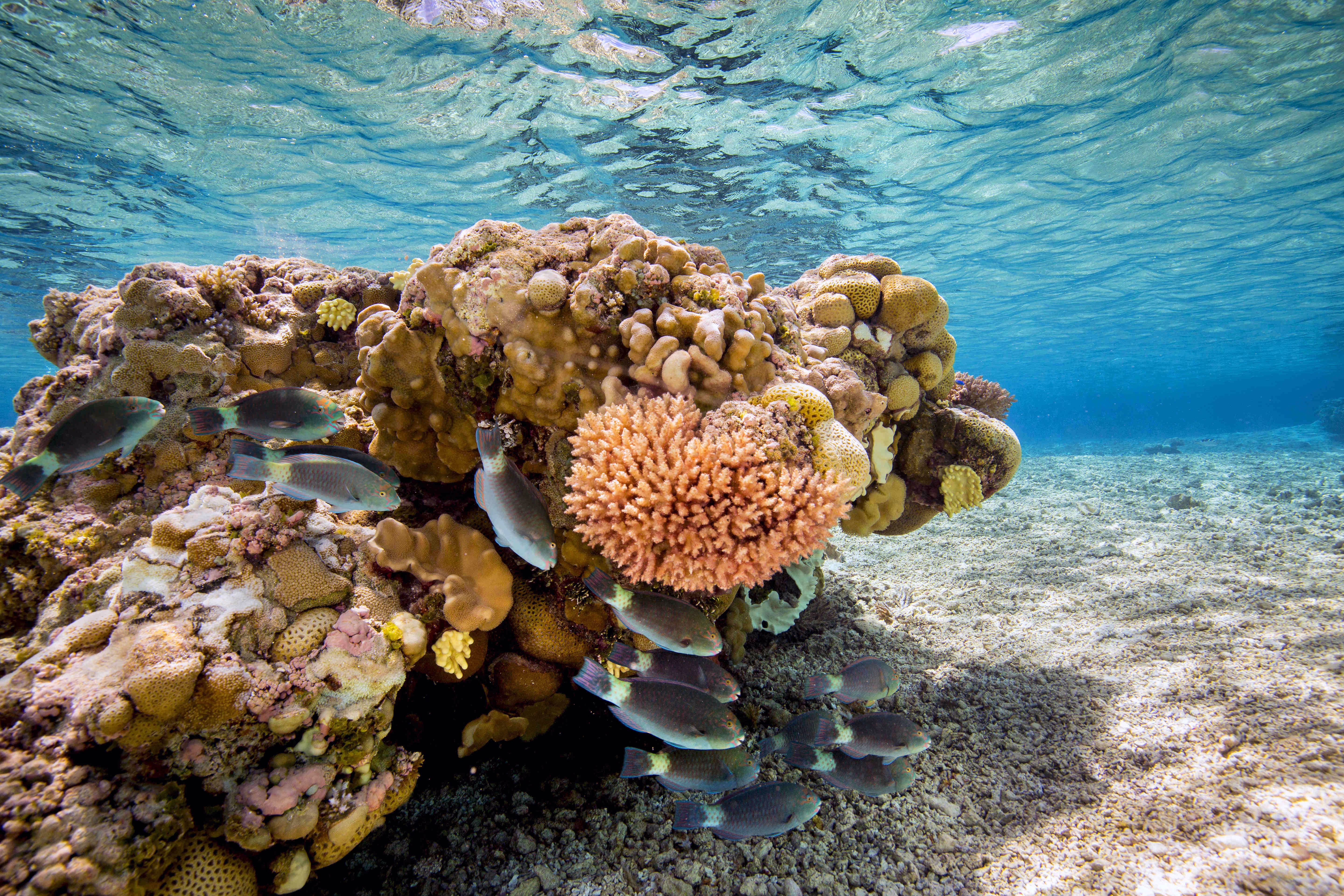 Fish gather around coral in a shallow lagoon, seen underwater.