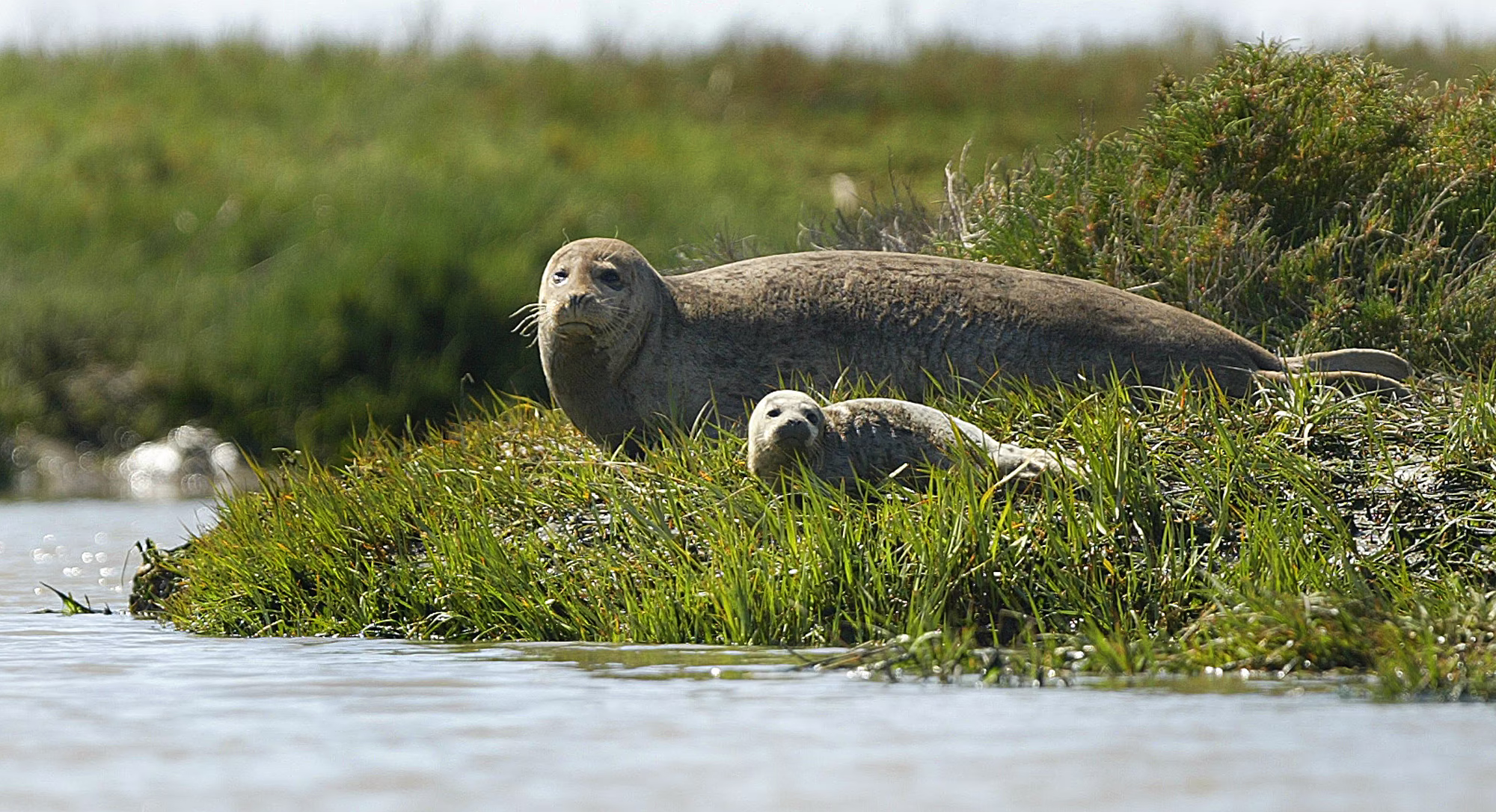 An adult harbor seal watches over a pup as they lay beside a slough.