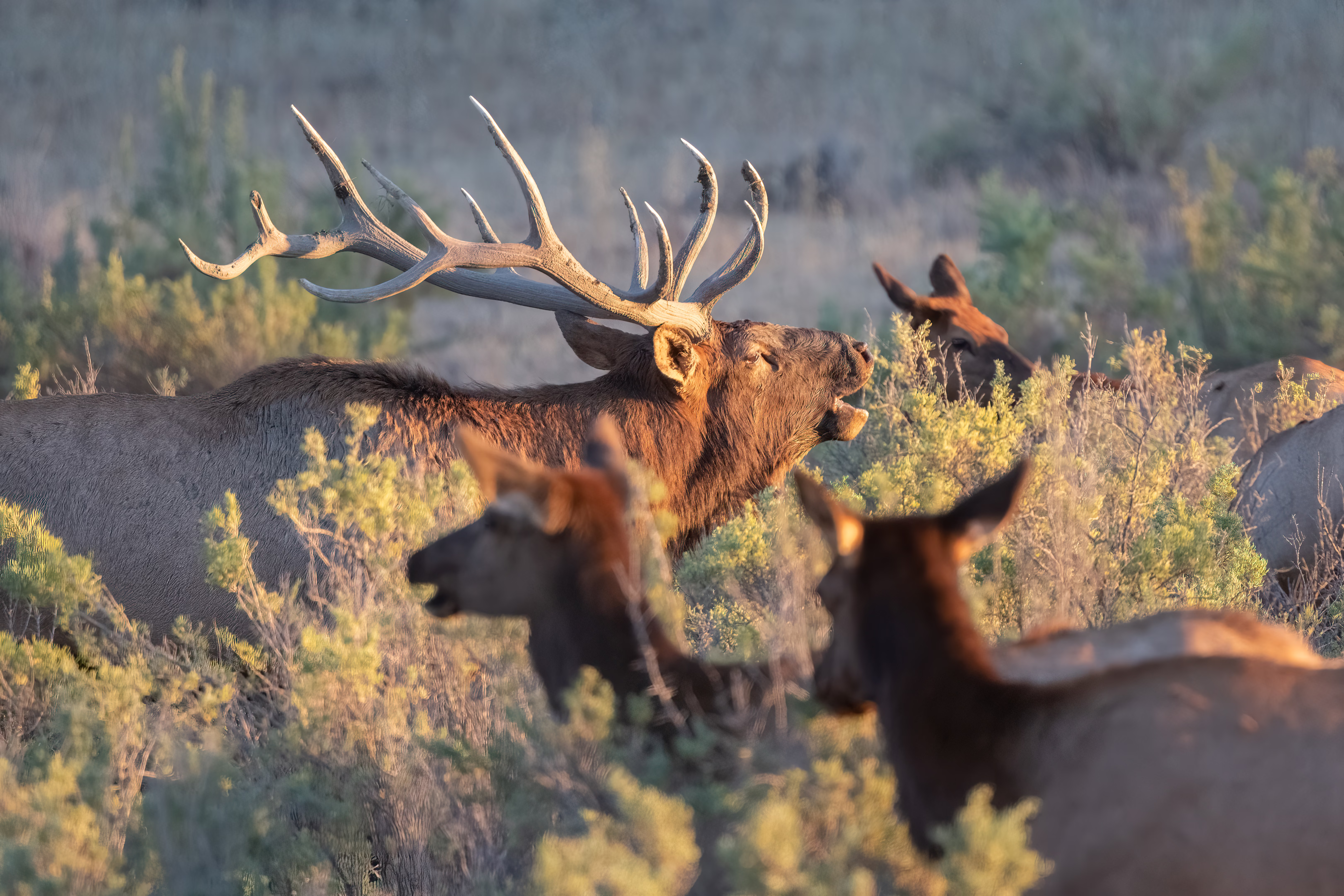 A bull elk bellows, surrounded by several female elk.