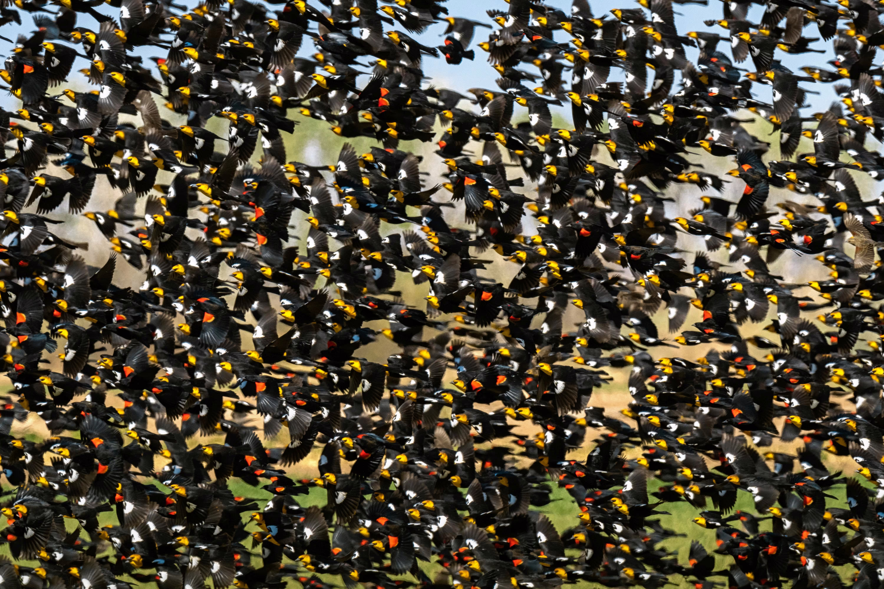 A dense flock of blackbirds take flight.
