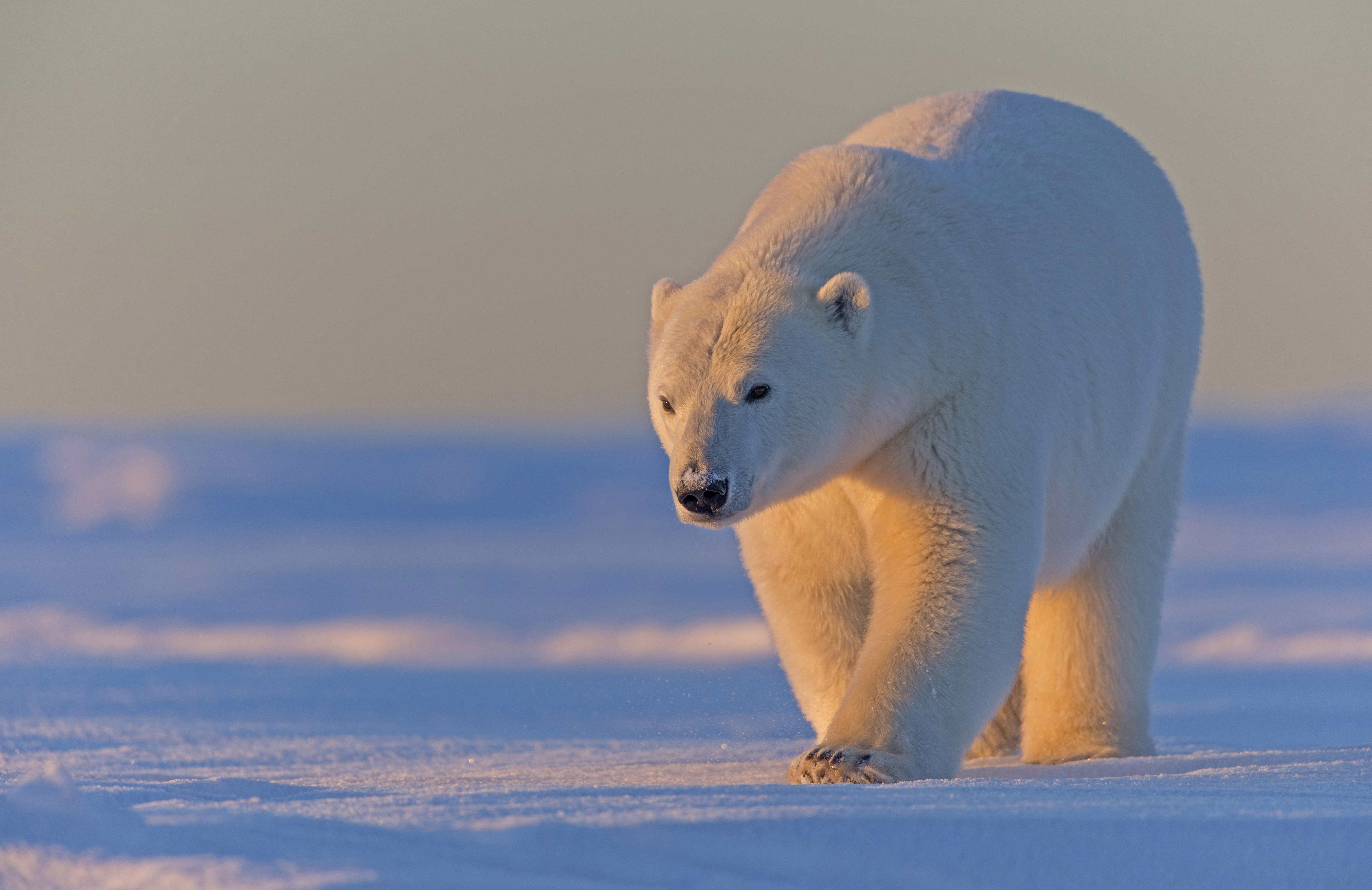 A polar bear walks across snow.