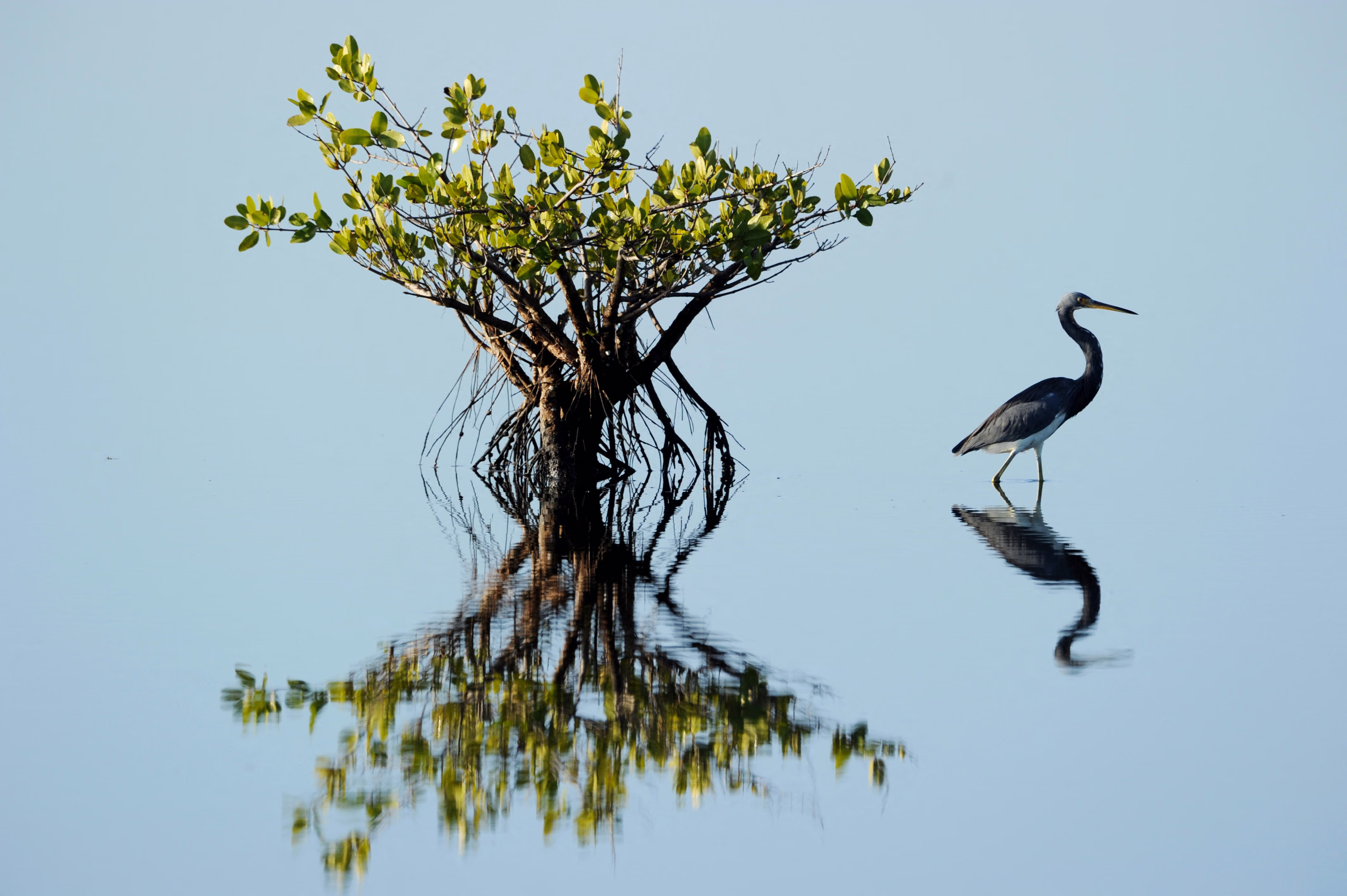A heron wades in calm, shallow water, beside a small tree.
