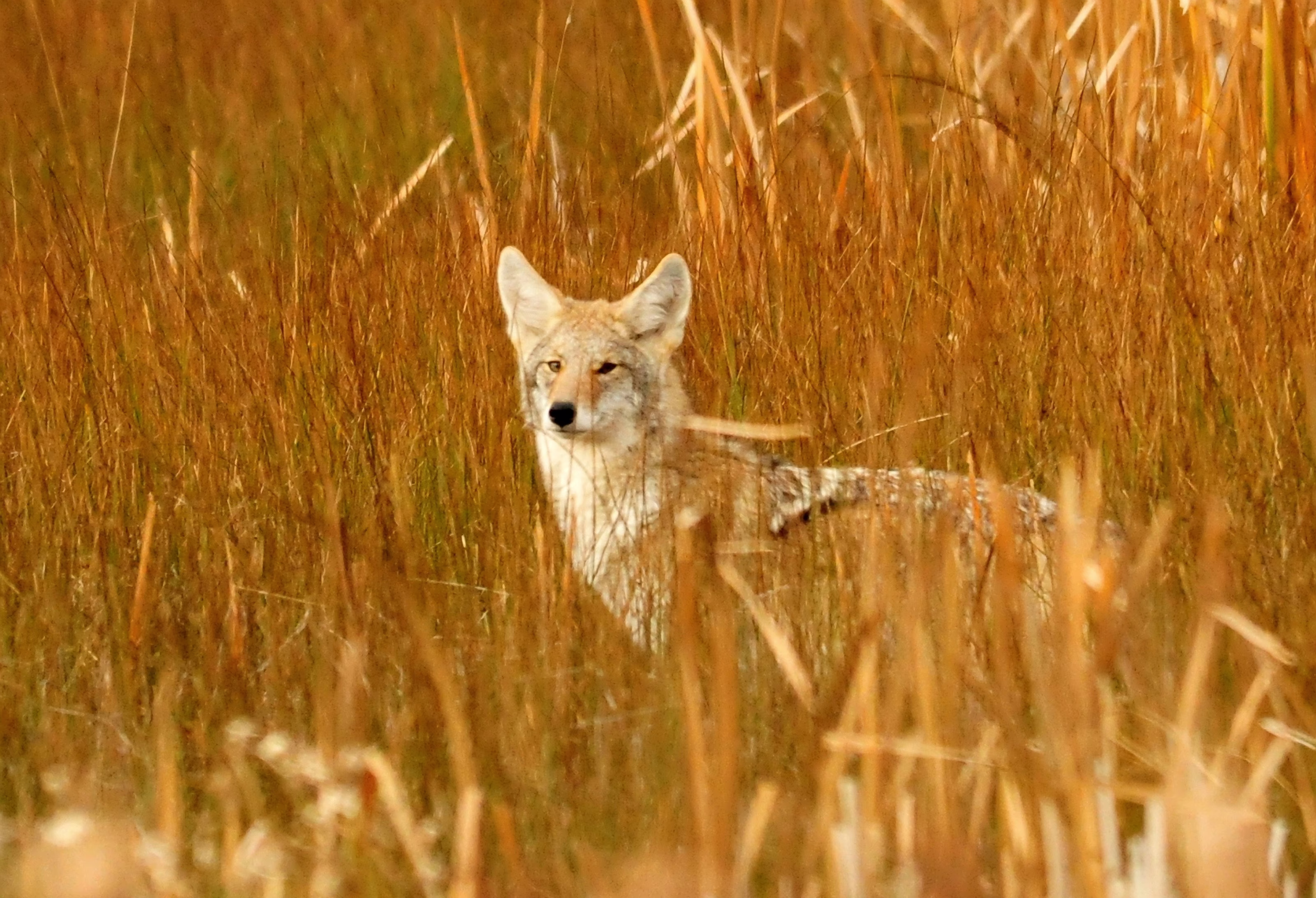 A coyote hides in reeds while hunting.