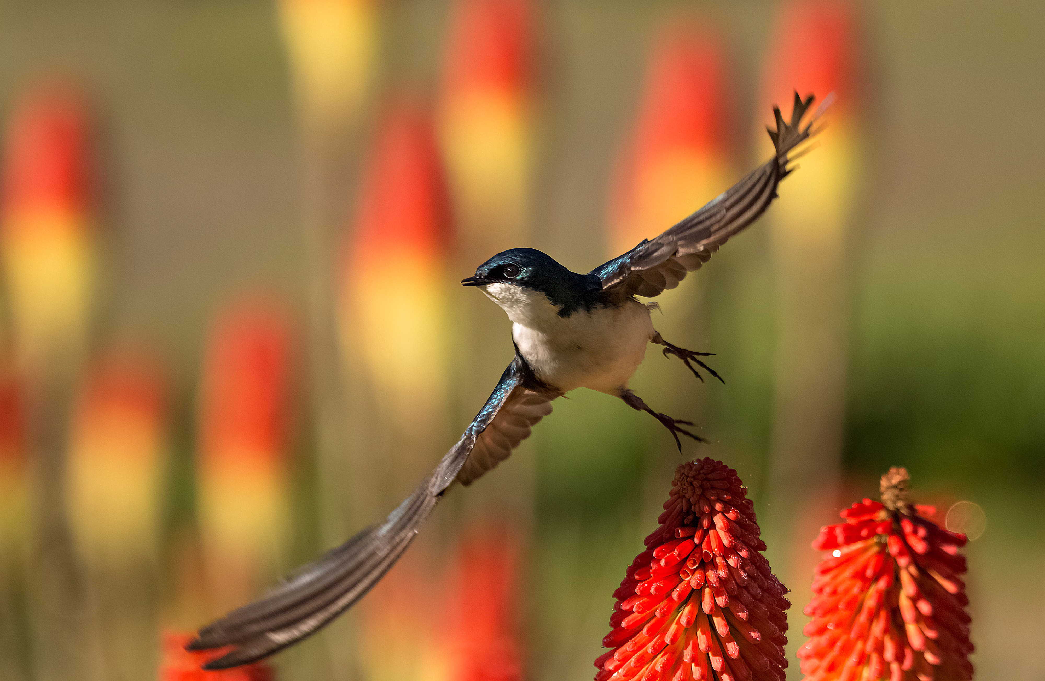 A tree swallow takes flight from a bright flower.