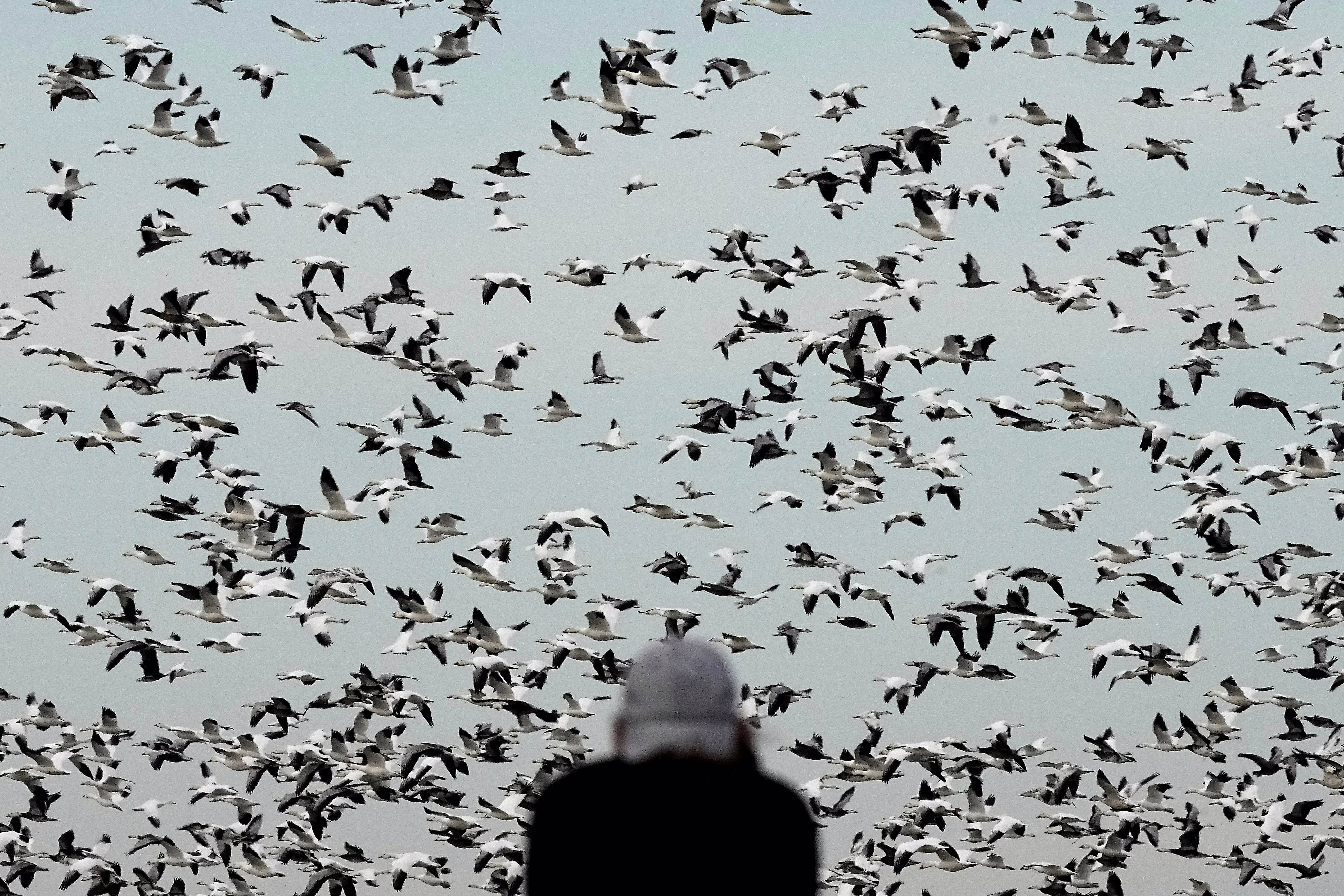 A person, seen from behind in the foreground, watches a large flock of snow geese fly past.