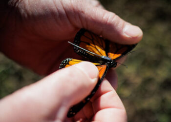 We Can Now Track Individual Monarch Butterflies. It’s a Revelation.