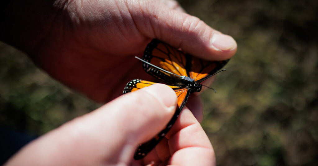 We Can Now Track Individual Monarch Butterflies. It’s a Revelation.