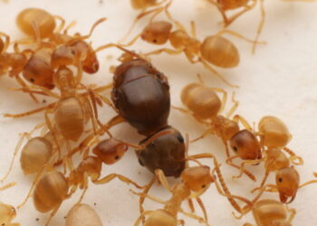 Parasitic Queen: Now She’s Stealing an Ant Fief