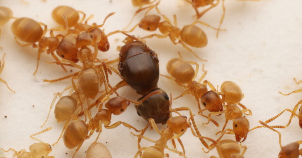 Parasitic Queen: Now She’s Stealing an Ant Fief