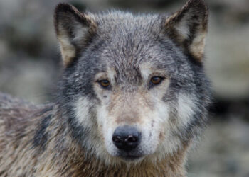 Video Reveals How Far Wolves Will Go to Steal a Meal