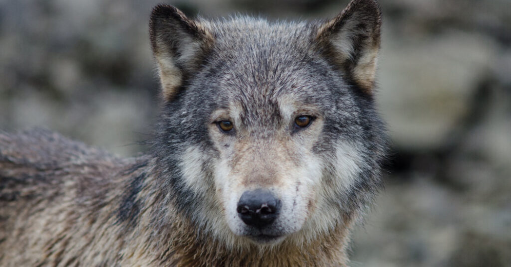 Video Reveals How Far Wolves Will Go to Steal a Meal