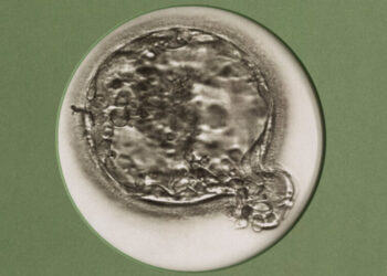 Want People to Have More Babies? Make I.V.F. Easier to Get.