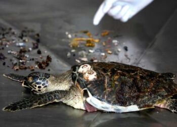 How Much Plastic Can Kill a Sea Turtle? A New Study Has Answers.